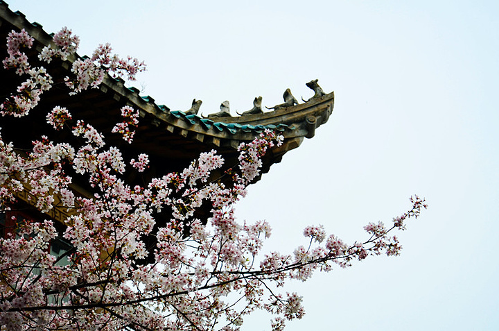 南非发生H5N8高致病性禽流感【3377官网】(图2)