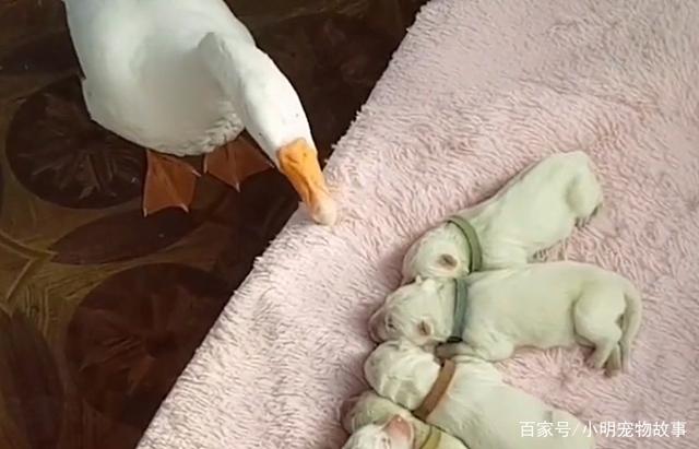 3377体育-独山县第二幼儿园党支部党员大会(图1) 3377体育-独山县第二幼儿园党支部党员大会(图1)