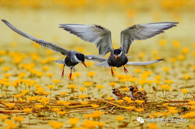 ‘3377体育’福建省明年高职单招专业技能测试分5类计算机独立成类(图1) ‘3377体育’福建省明年高职单招专业技能测试分5类计算机独立成类(图1)